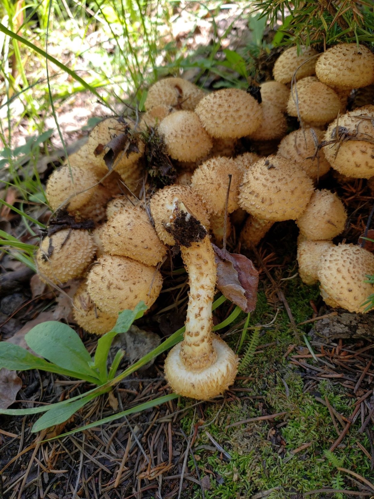 Опята чешуйчатка