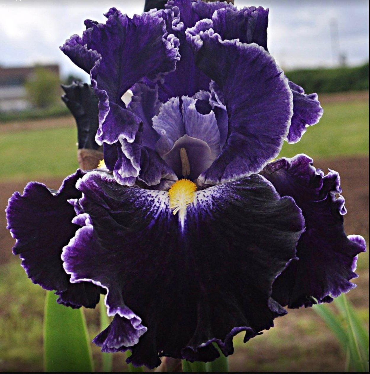 Ирис Keith Keppel Irises
