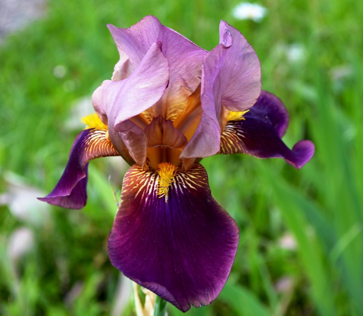 Ирис Виктор Гюго