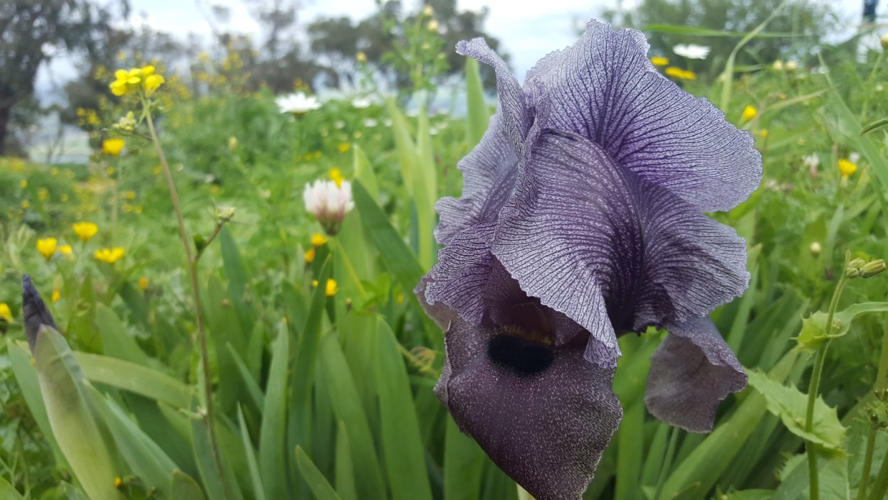 Ирисы в Израиле