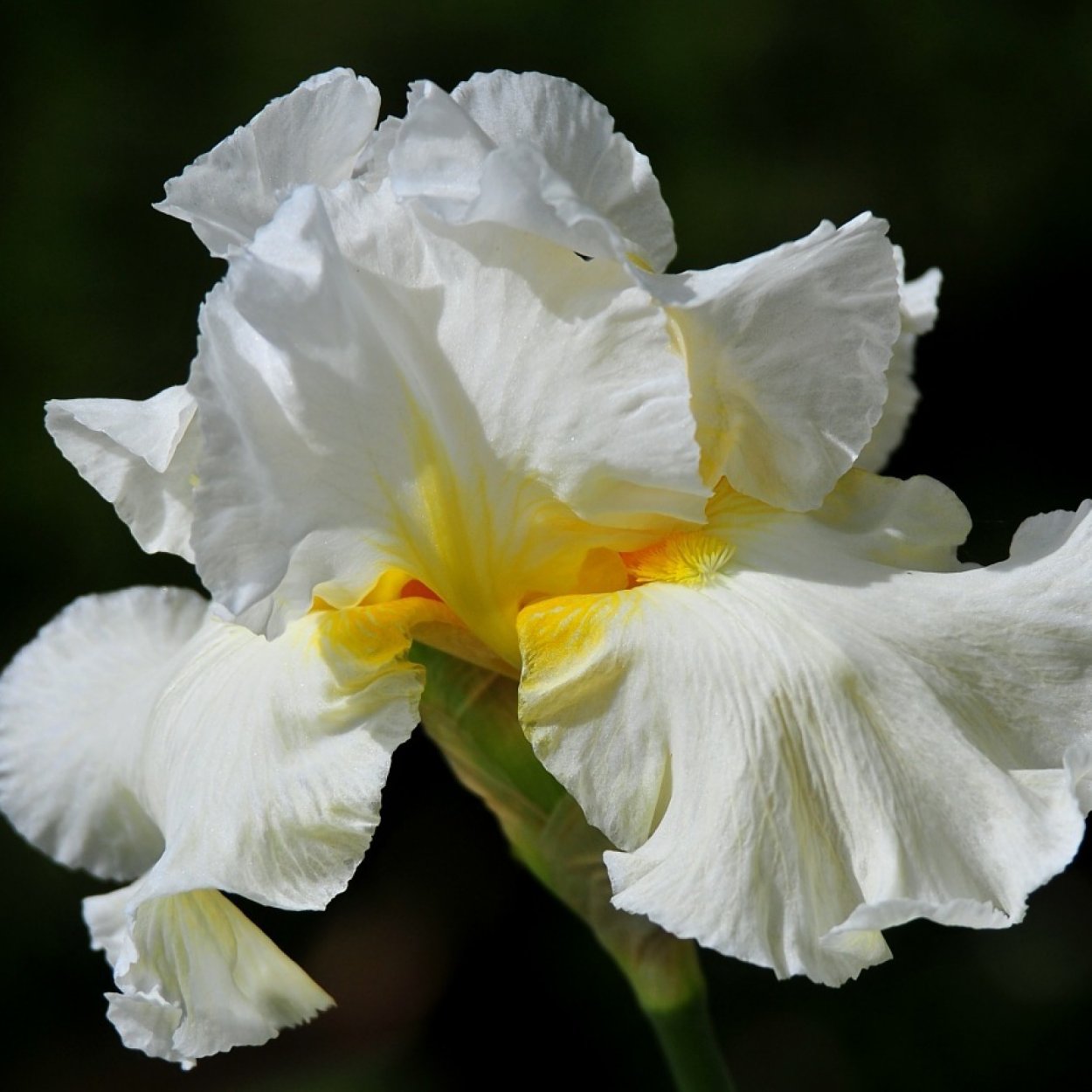 Белые ирисы в росе