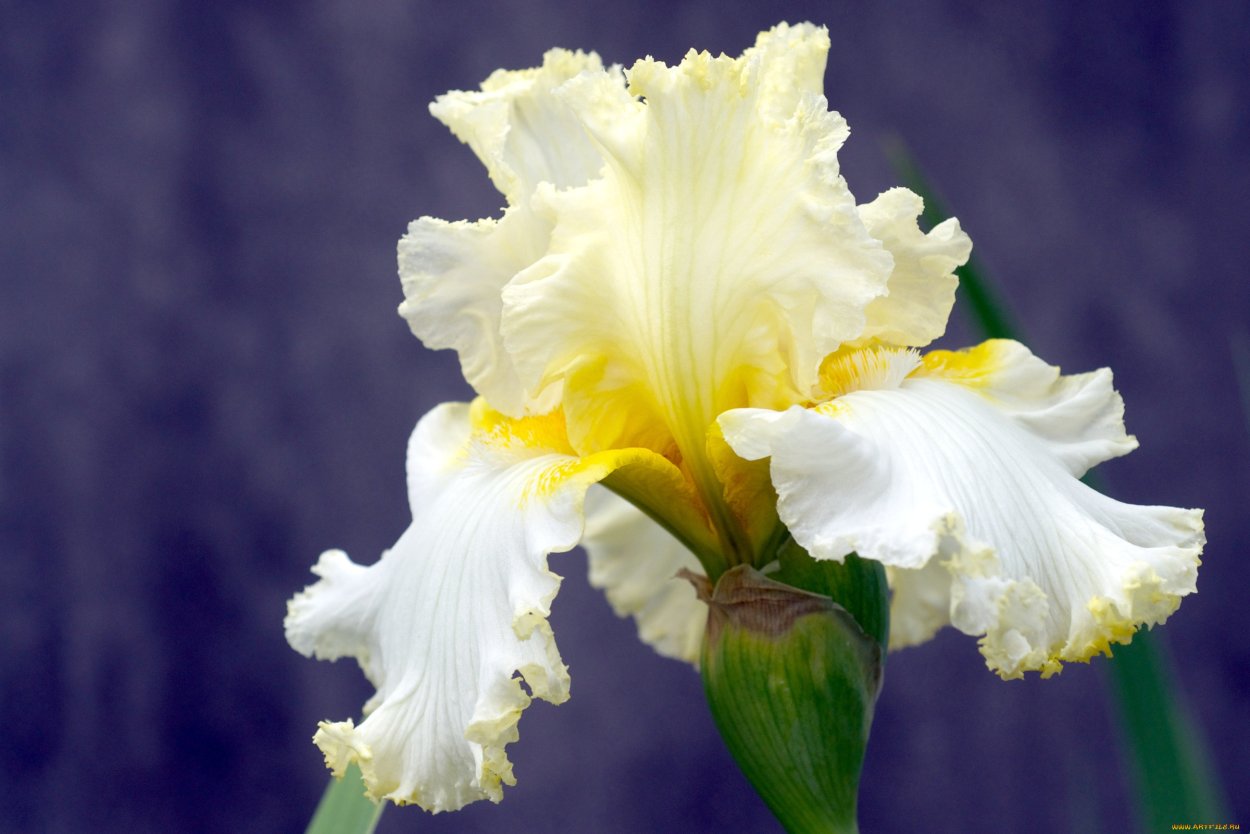 Ирис Golly Gee Whiz