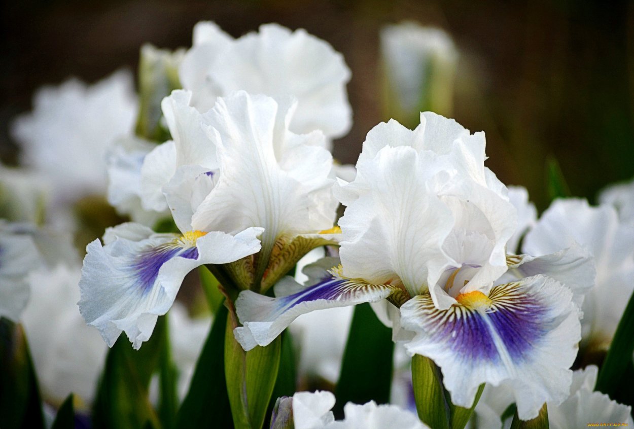 Ирис Королевский белый