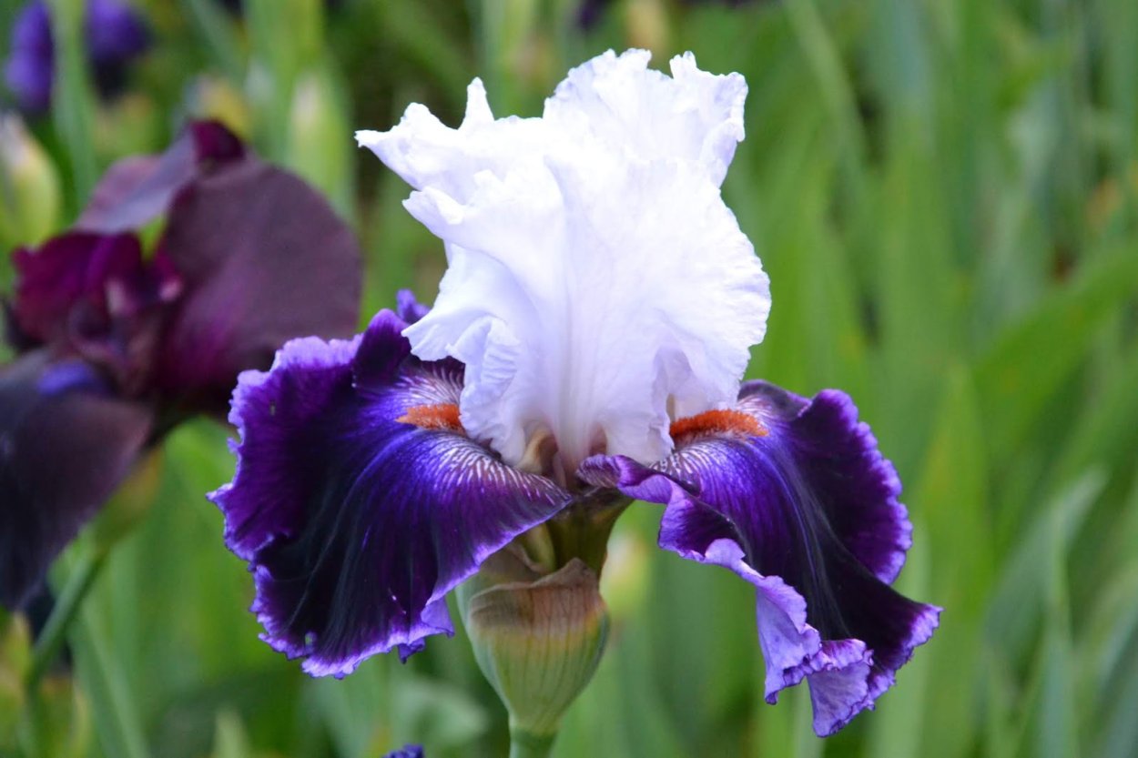 Ирис Decadence (Blyth 2004)