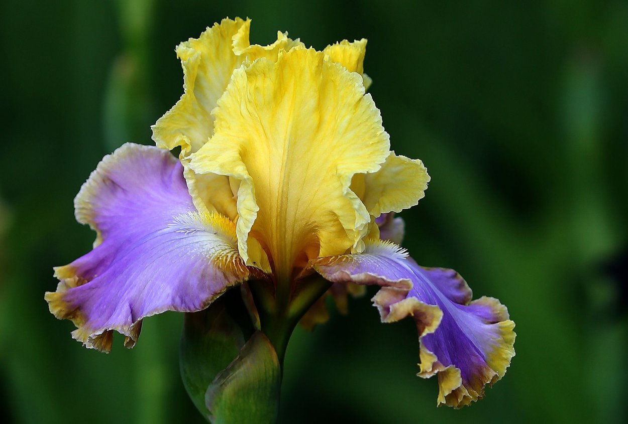 Цветок Ирис Касатик