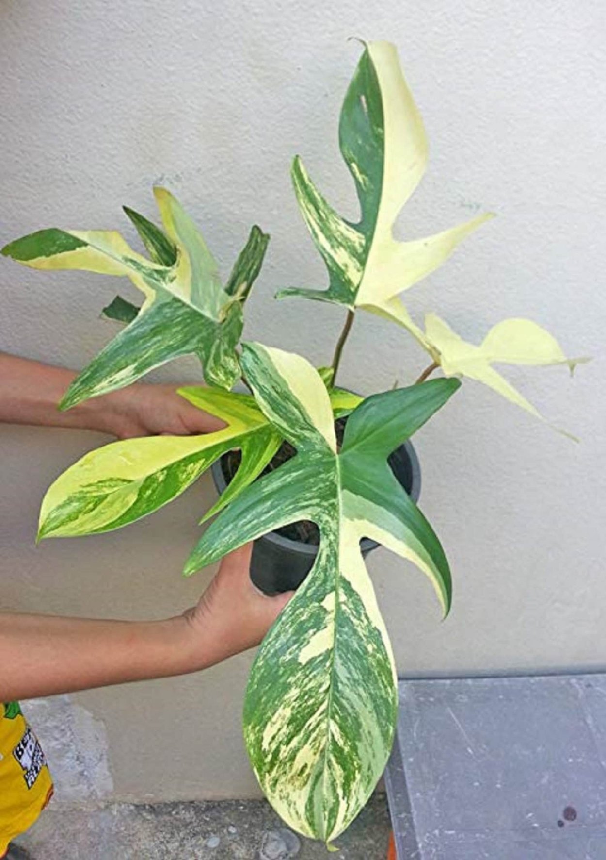 Филодендрон ринг оф Файер