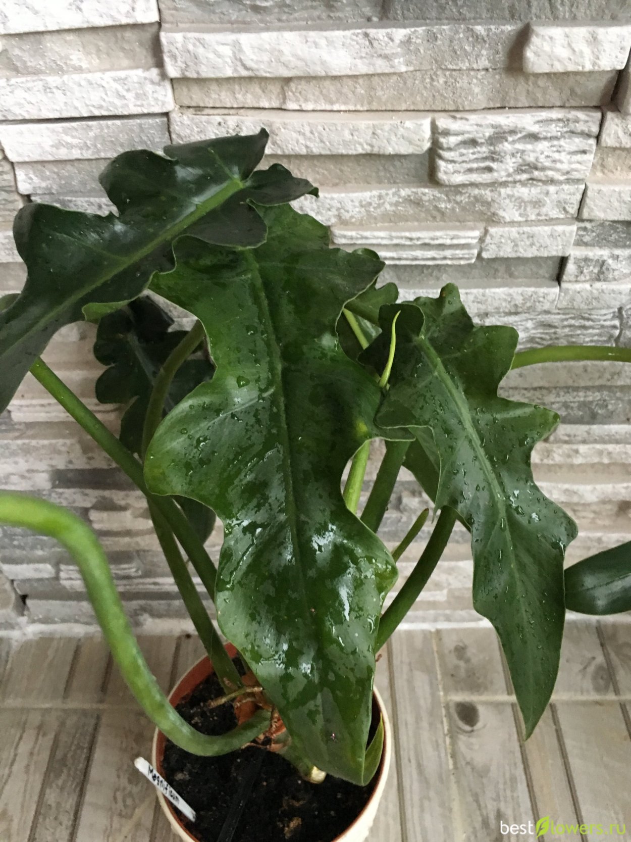 Филодендрон т31