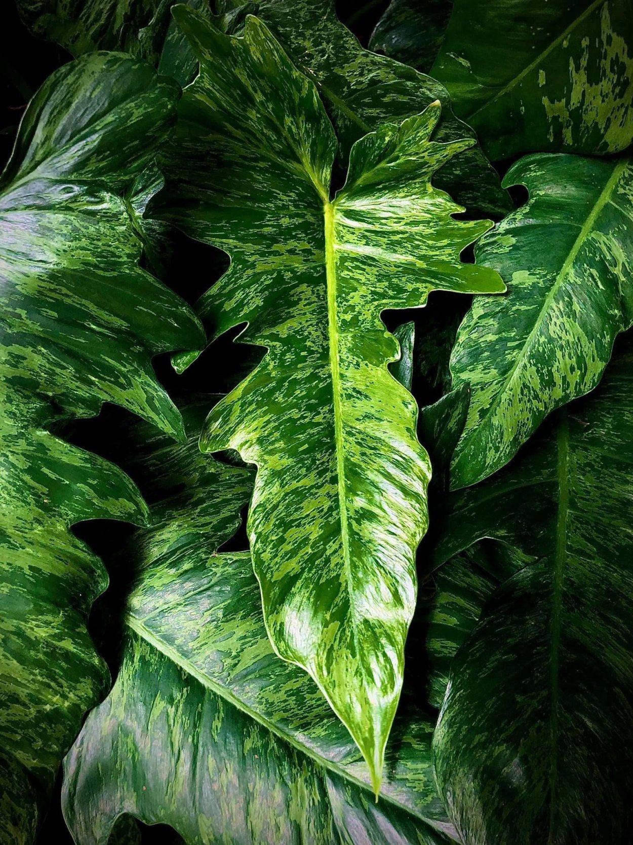 Филодендрон Параисо