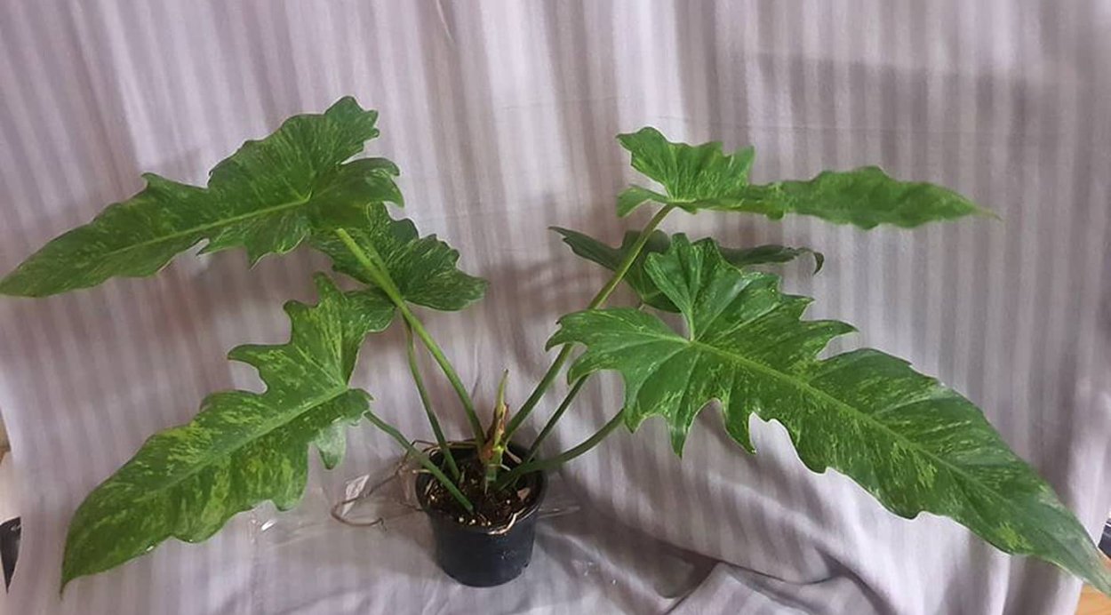 Филодендрон Бразил вариегатный