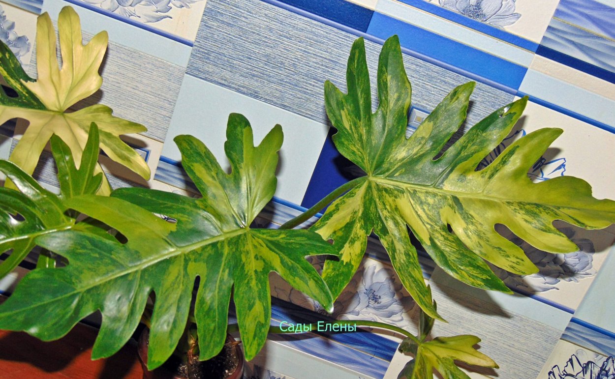 Филодендрон Магнификум