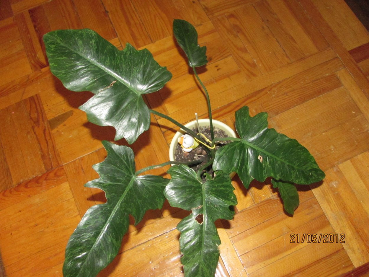 Филодендрон т31 вариегатный