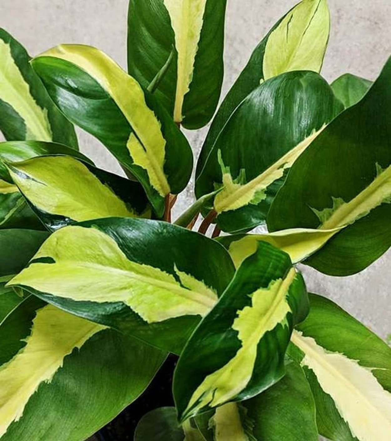 Филодендрон биллитау вариегатный