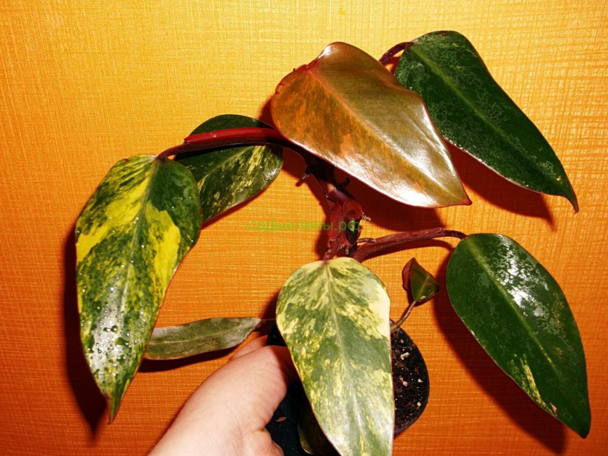 Филодендрон billietiae