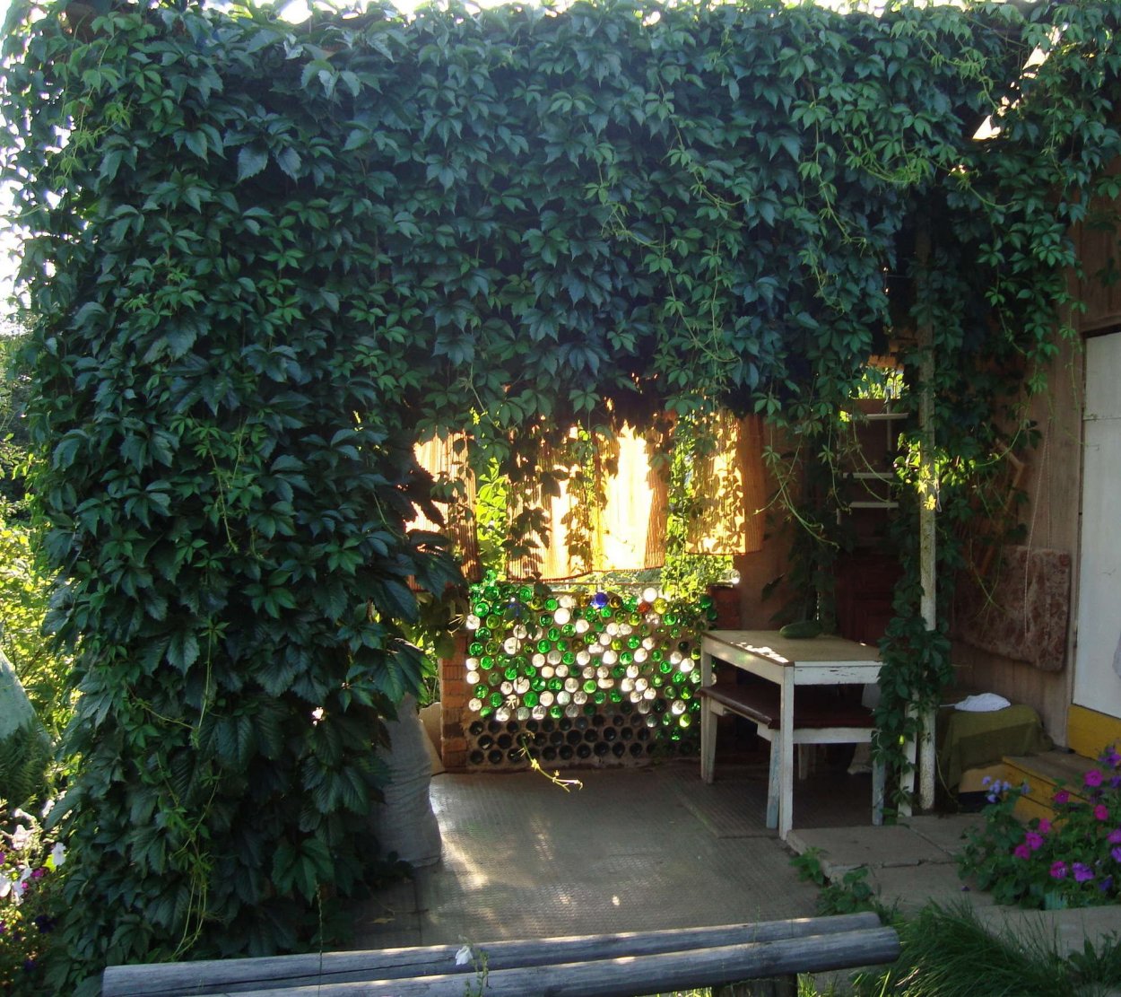 Виноград в саду - 65 фото
