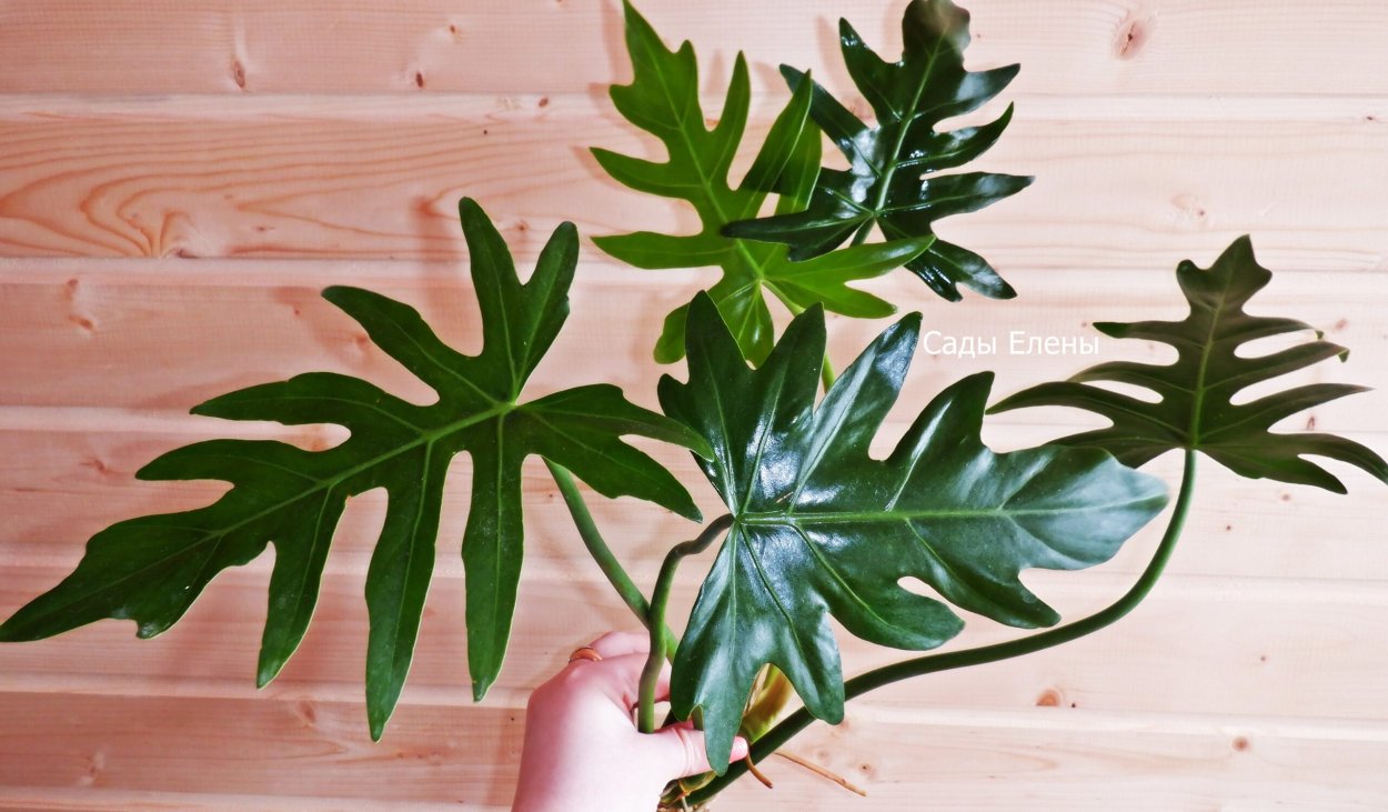 Филодендрон Голден дракон