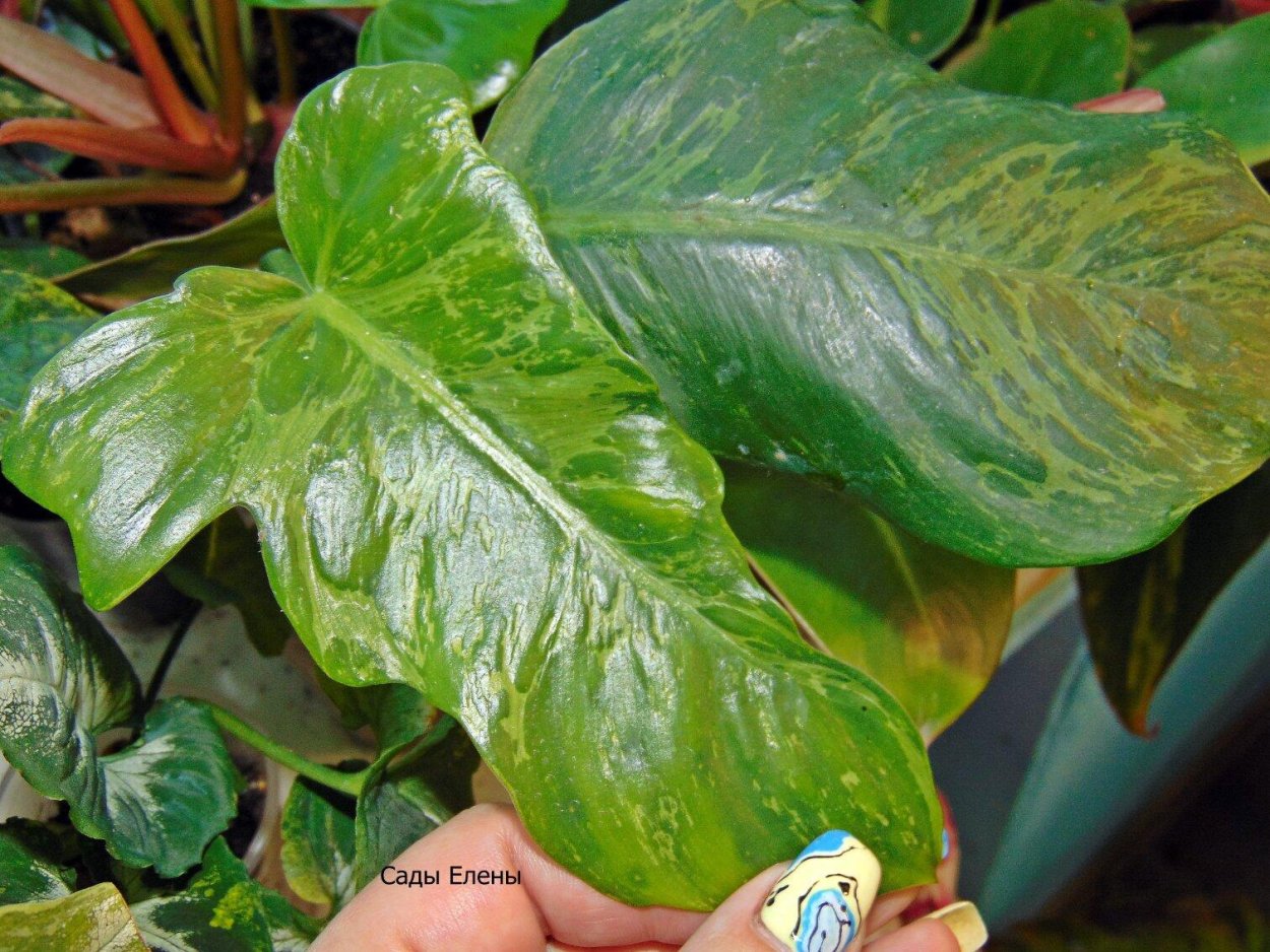 Филодендрон Camouflage