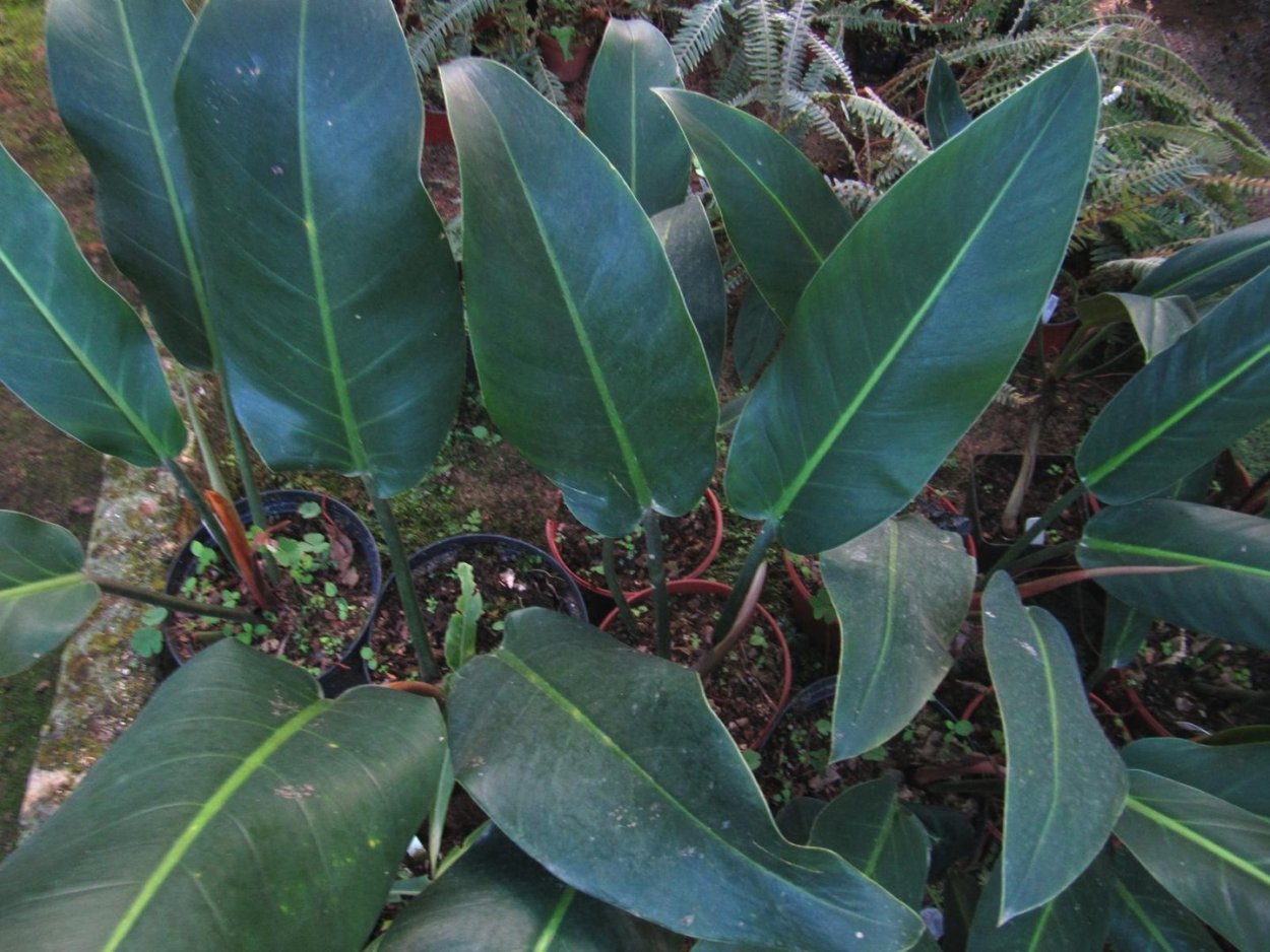 Филодендрон вариегатный