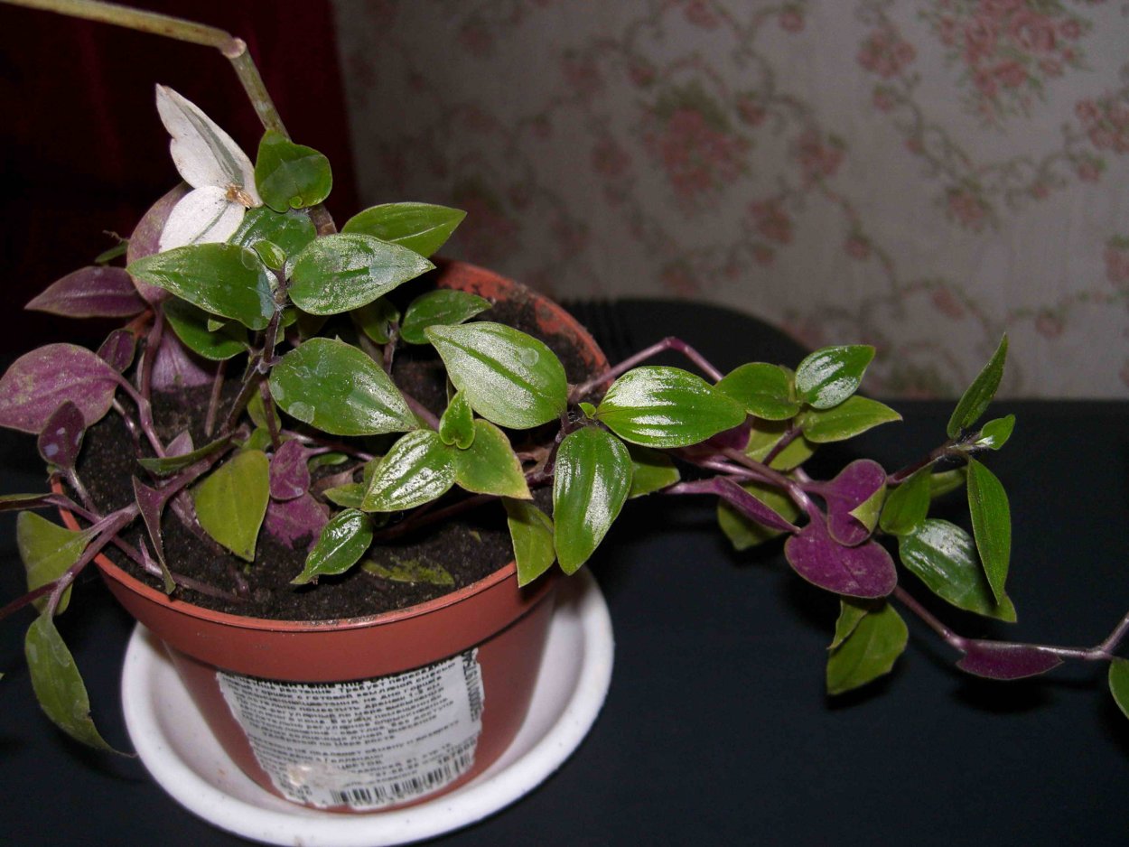 Традесканция кудрявая