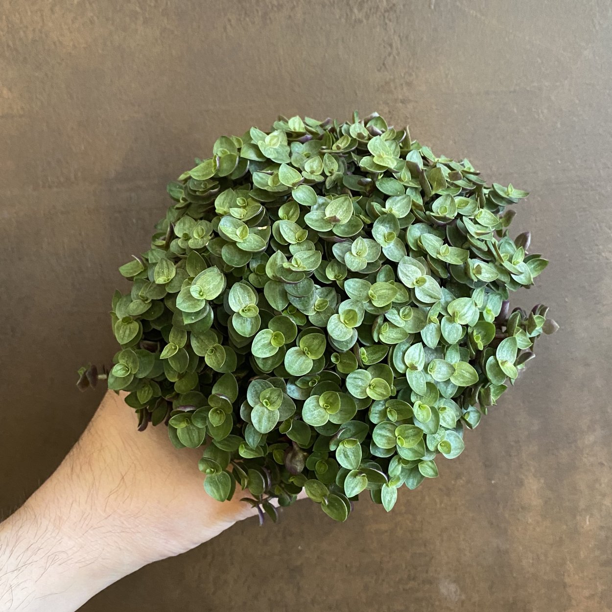 Callisia repens «Turtle»