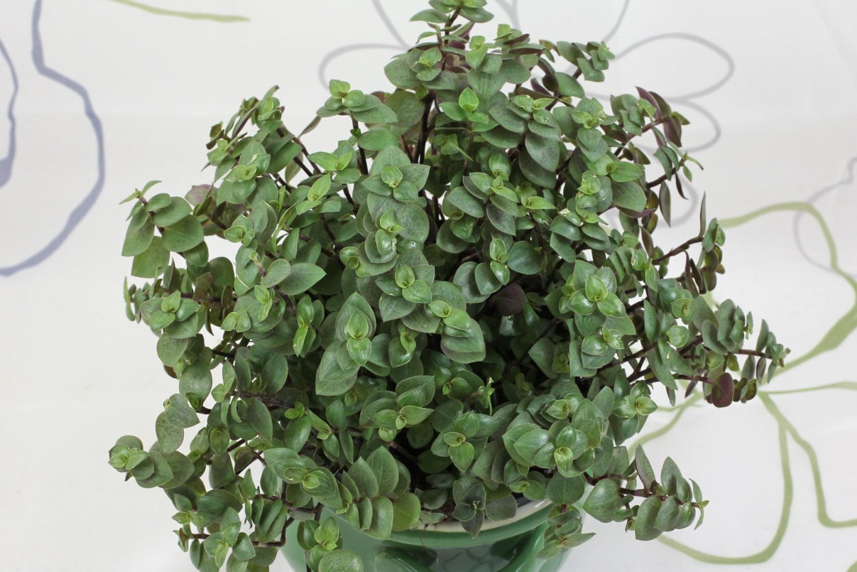 Каллизия тартл