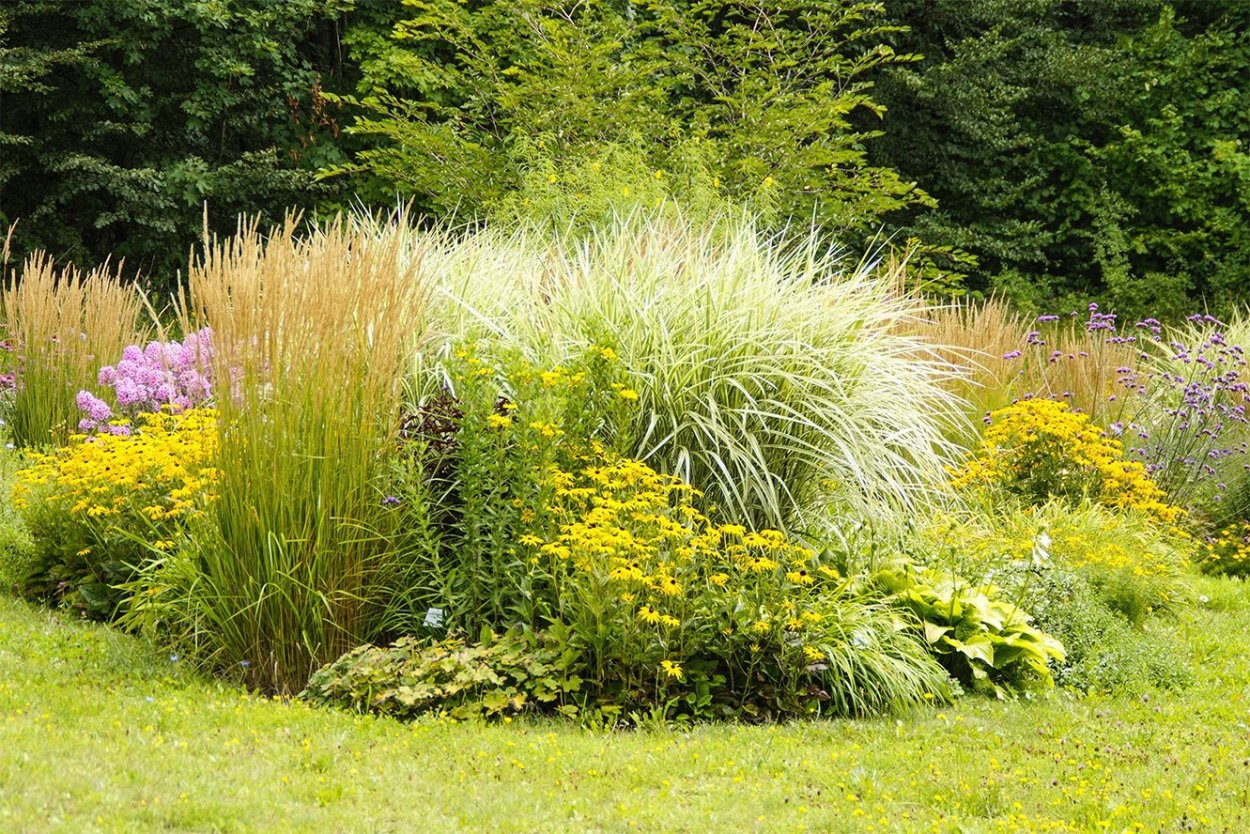 Мискантус в миксбордере