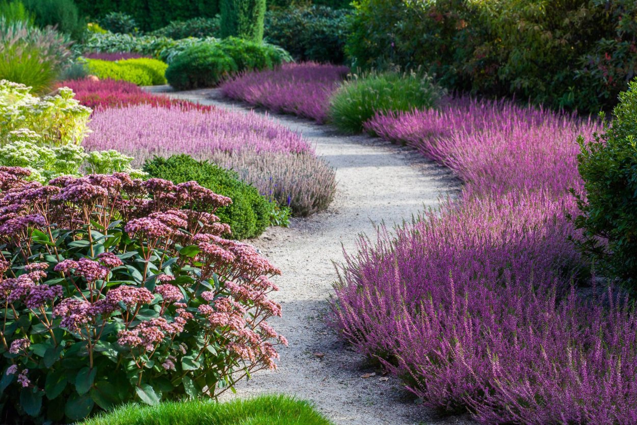 Миксбордер шалфей