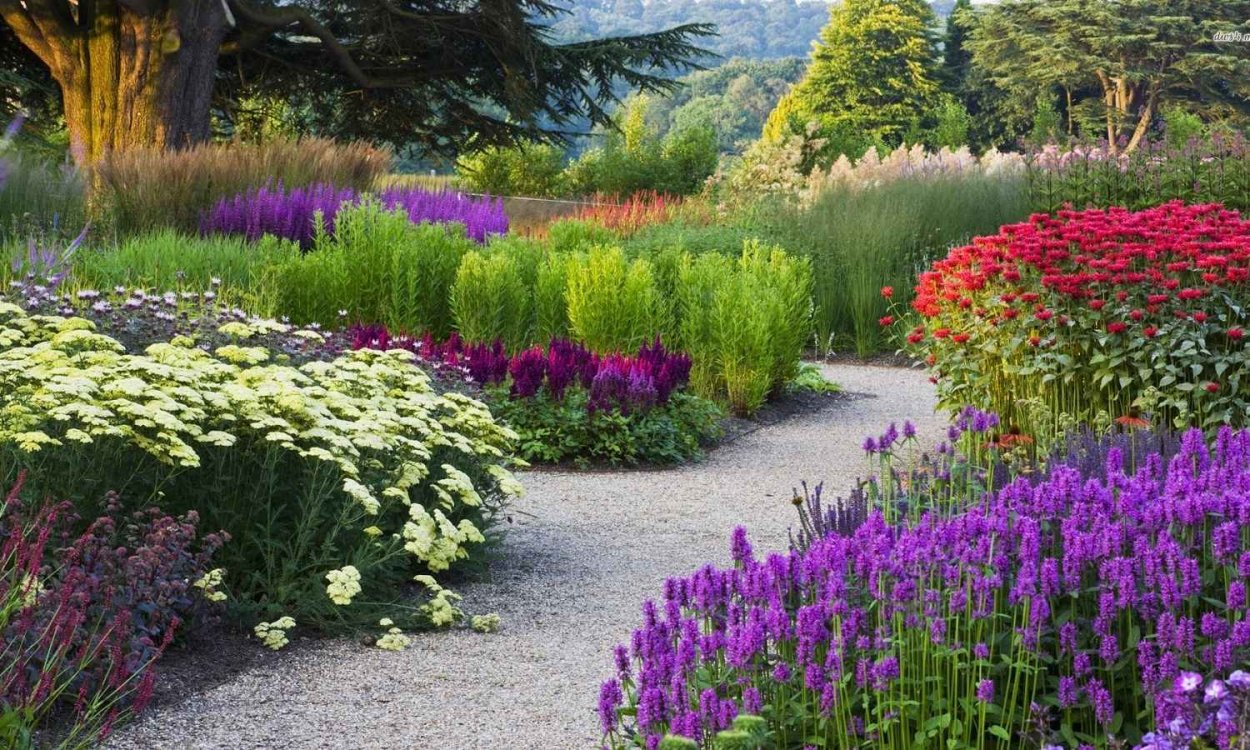 Миксбордер рабатка Люпин Флокс