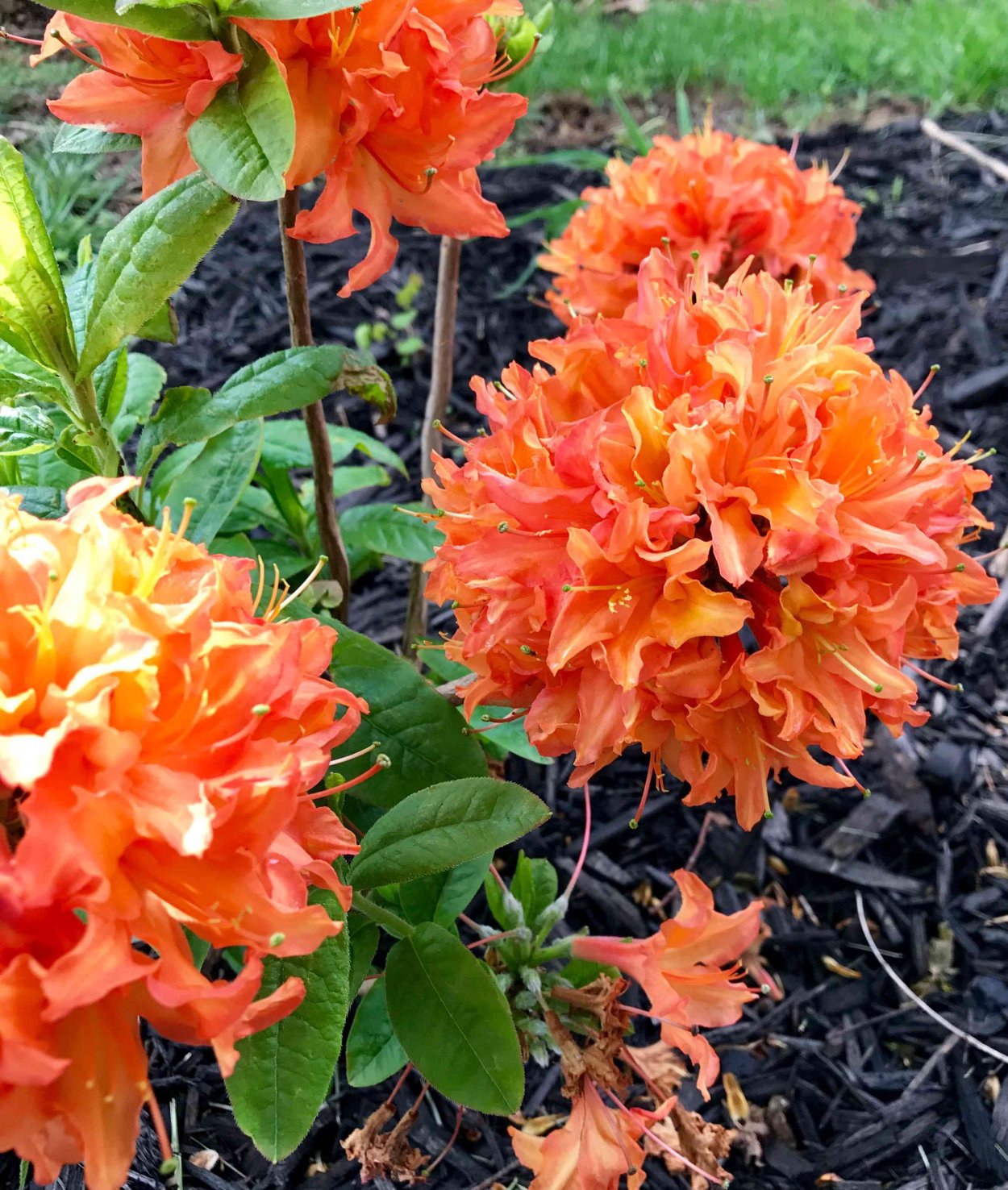 Рододендрон мандарин Лайтс