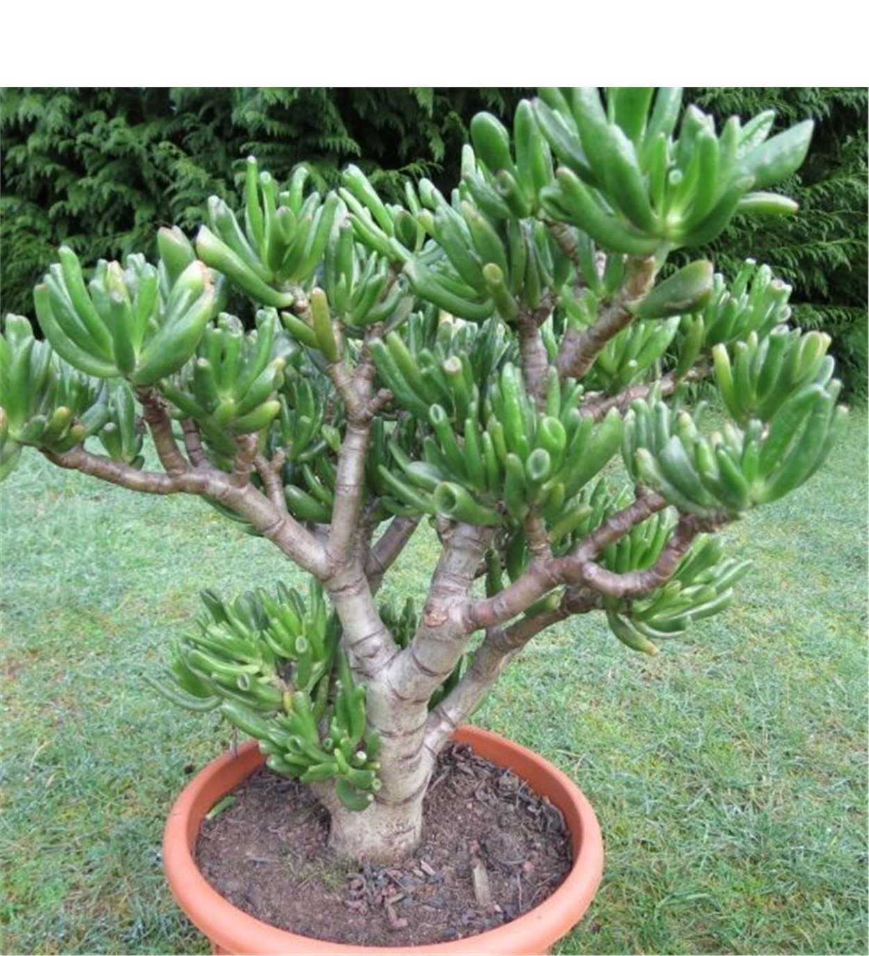 Крассула Овата коралл