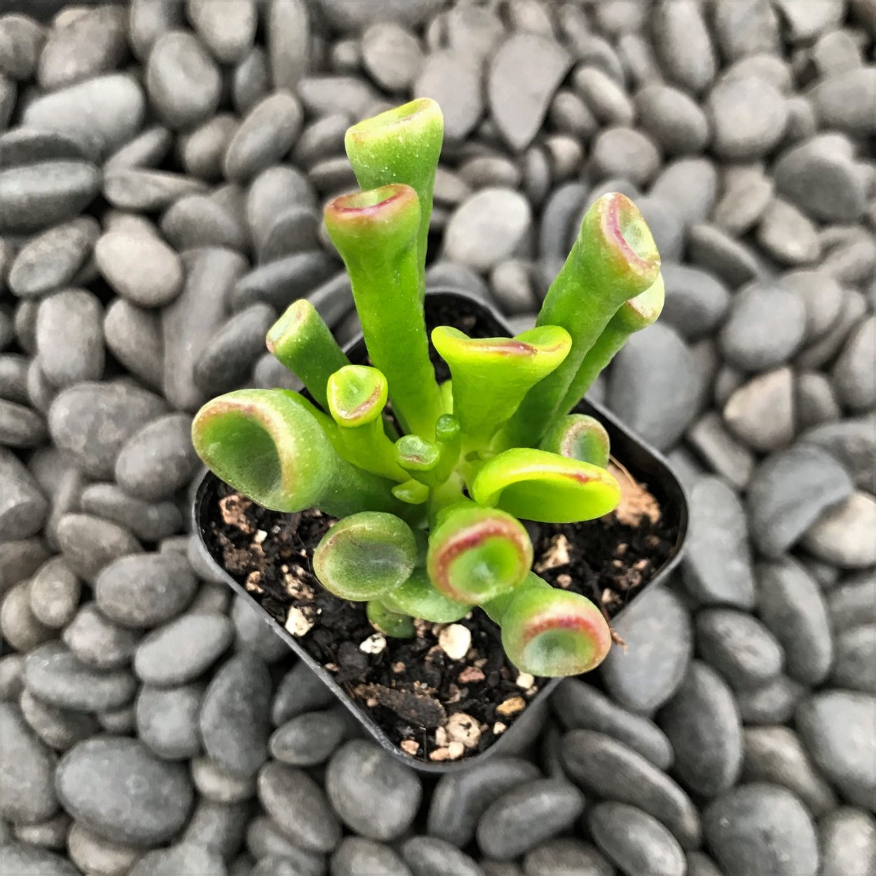 Суккулент Крассула коралл