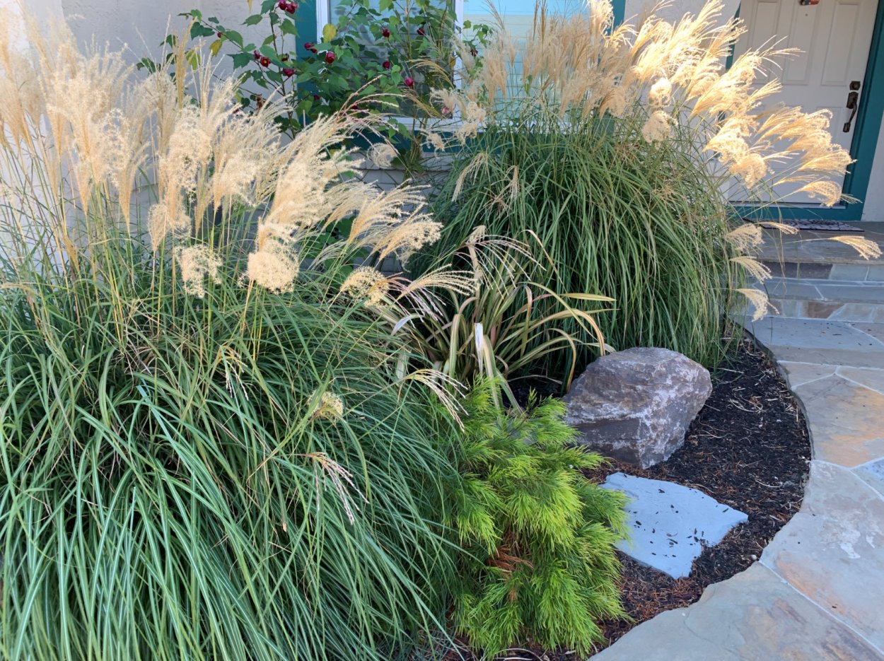 Мискантус китайский Адажио