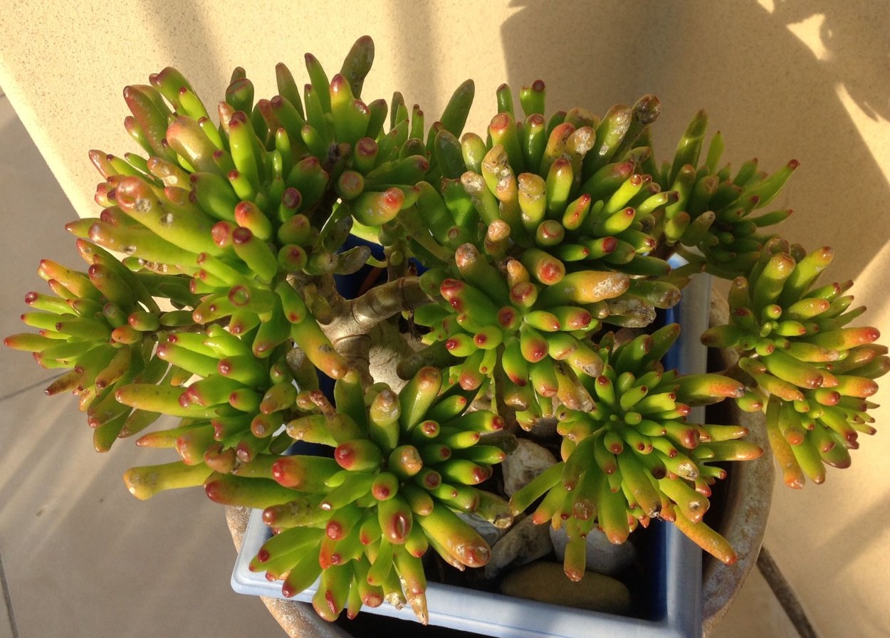 Толстянка коралл