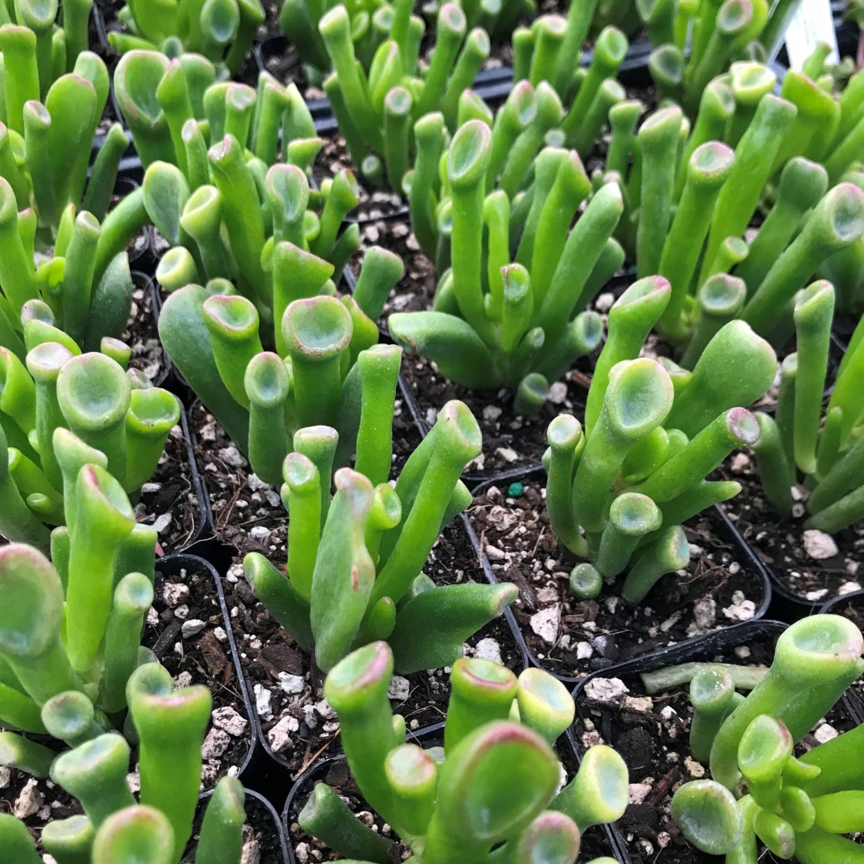 Белые точки на Крассула Хоббит