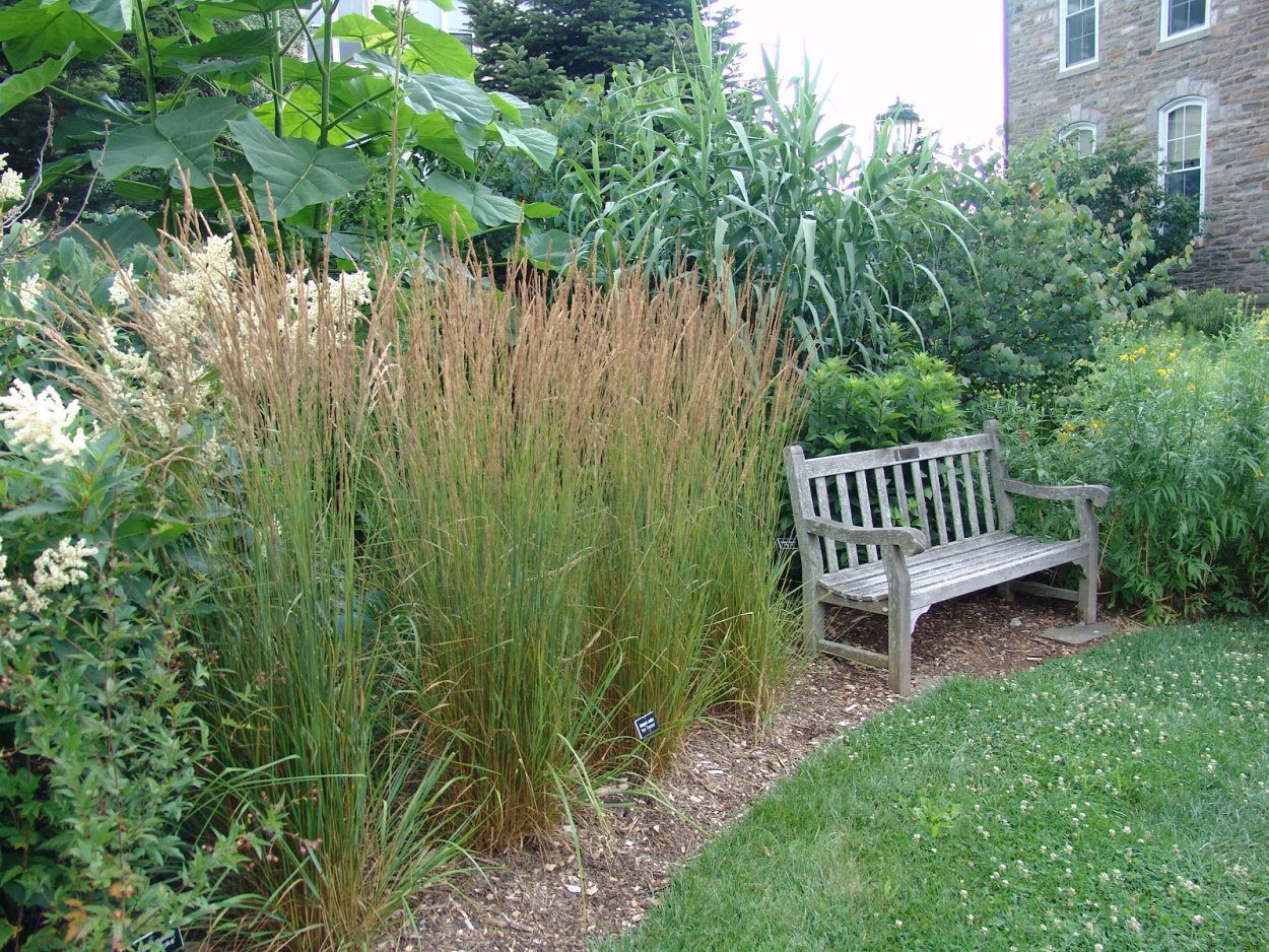 Вейник остроцветковый в изгороди