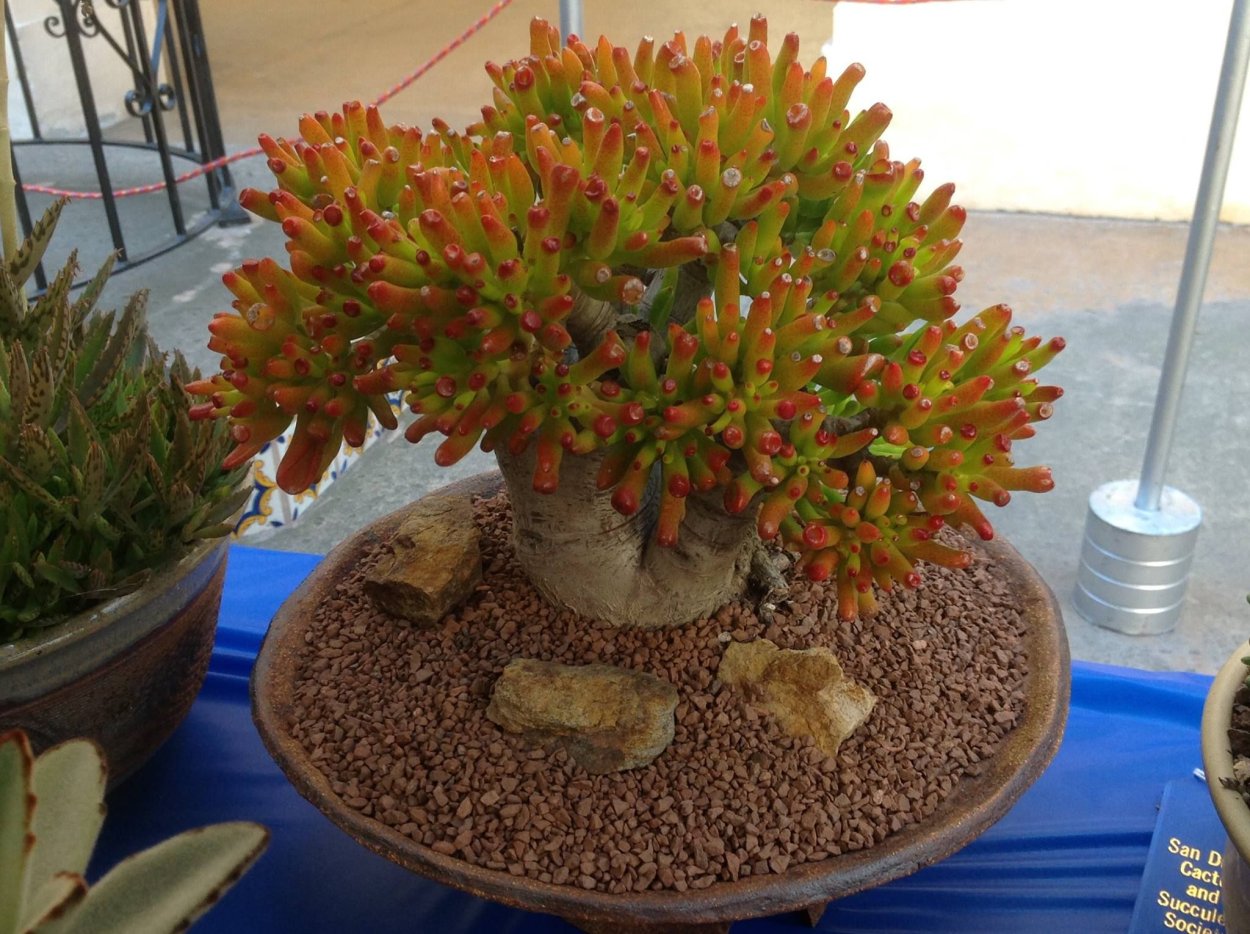 Толстянка Крассула Хоббит