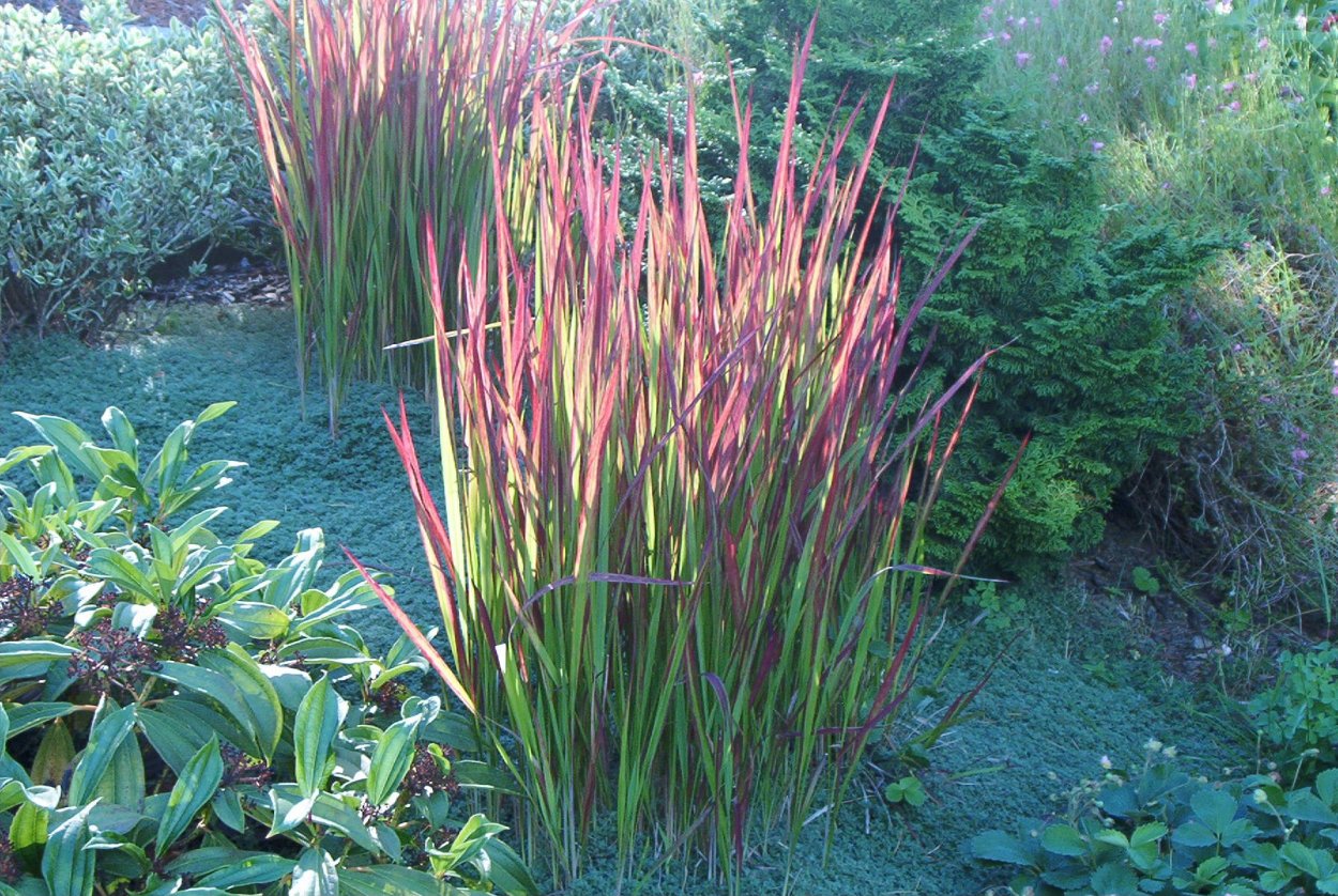 Мискантус ред Барон