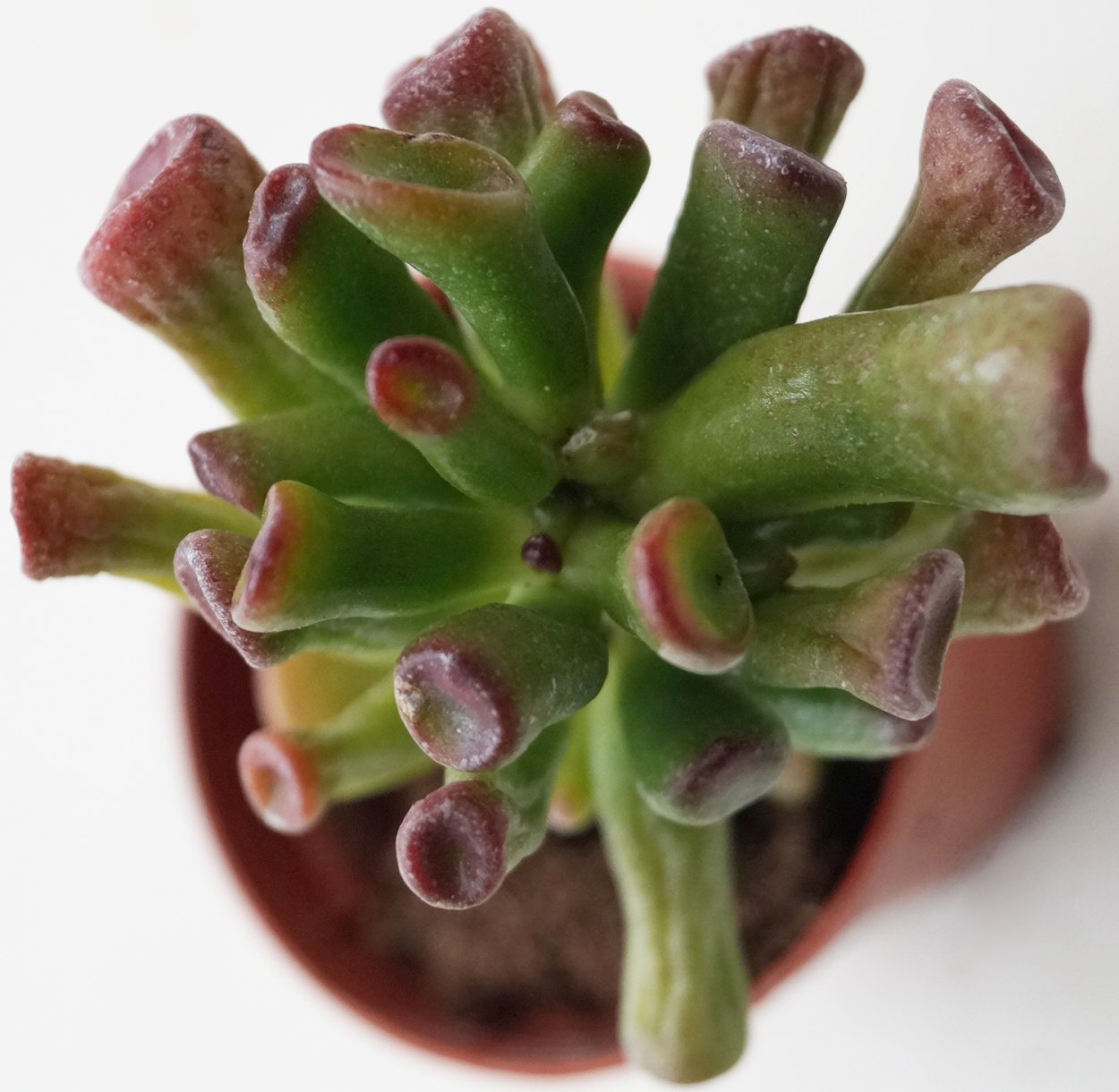 Крассула Корал, Крассула Хоббит