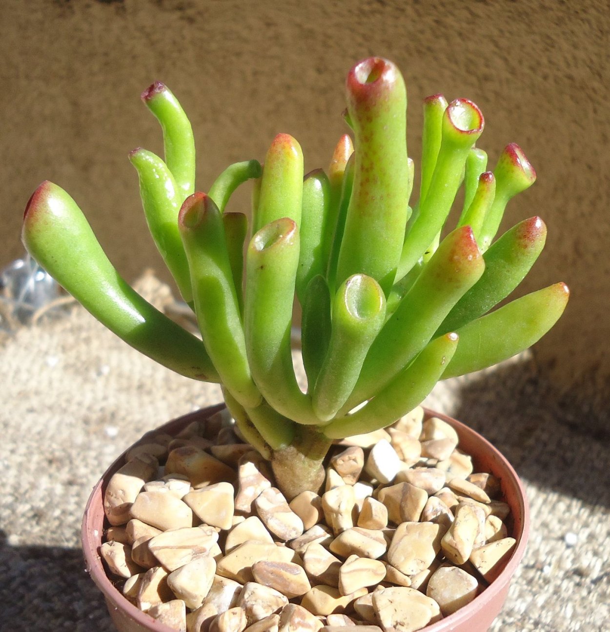 Крассула Голлум и Хоббит