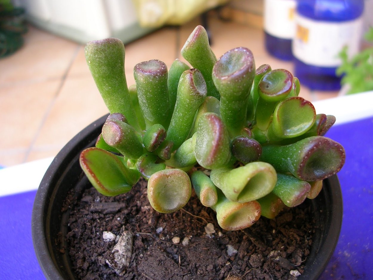 Crassula ovata Альба