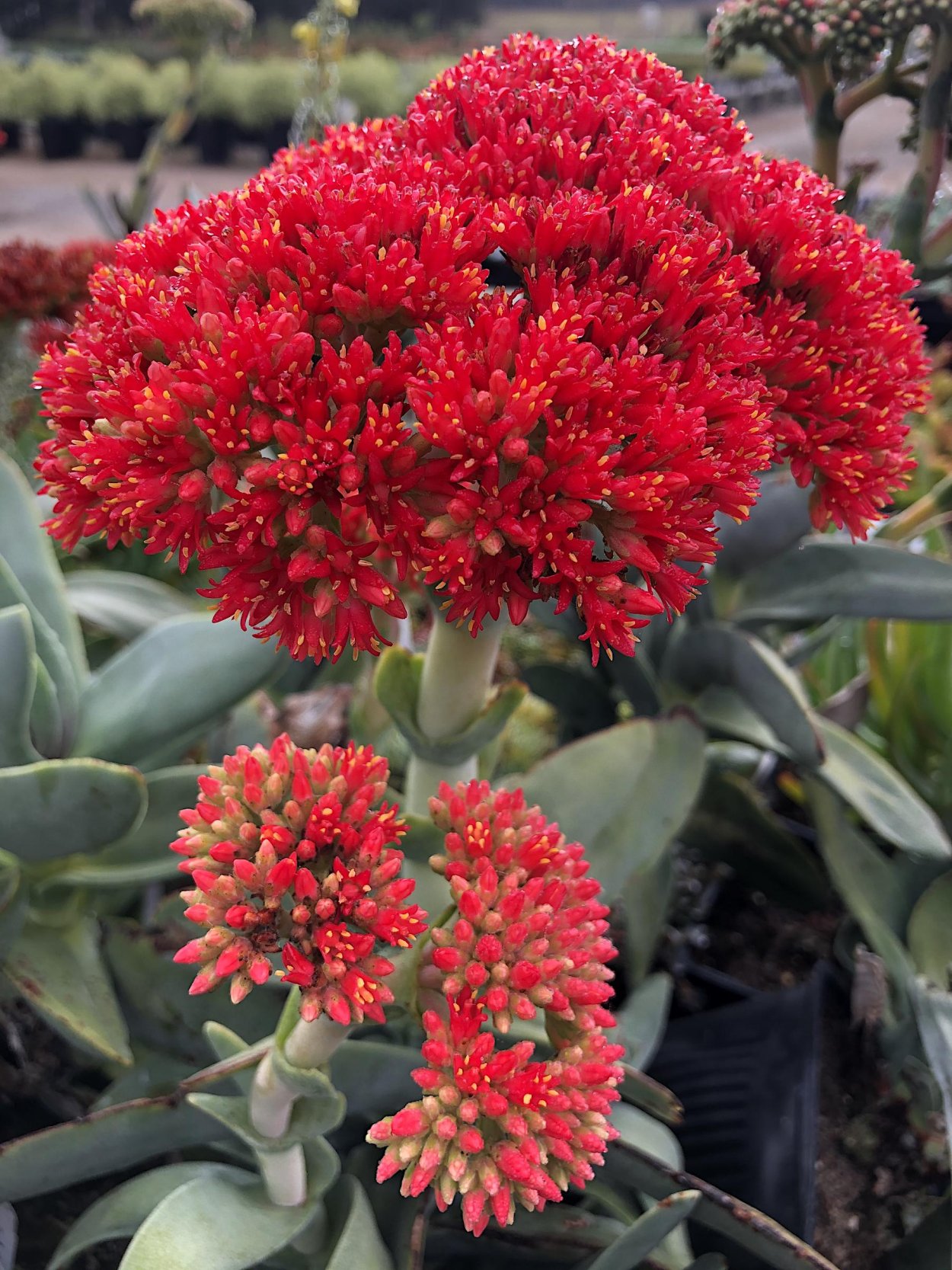 Крассула susannae