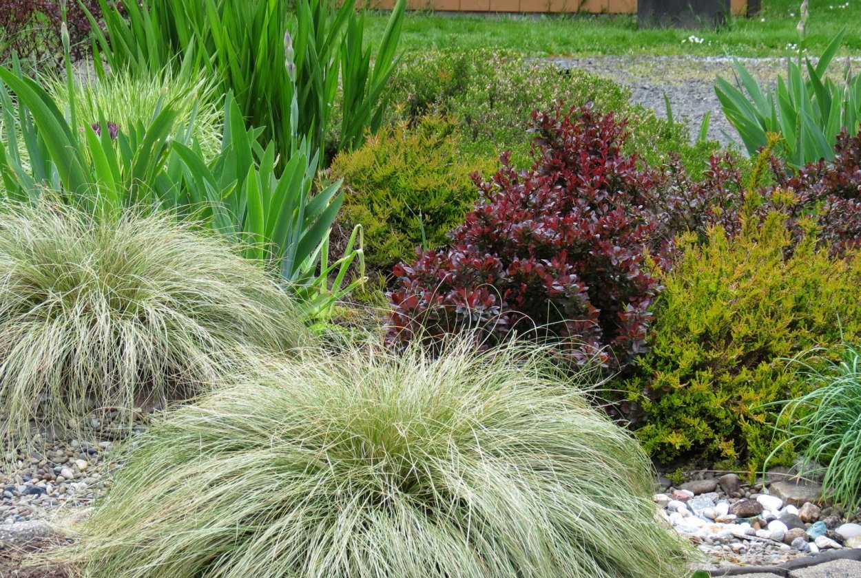 Осока Амазон мист