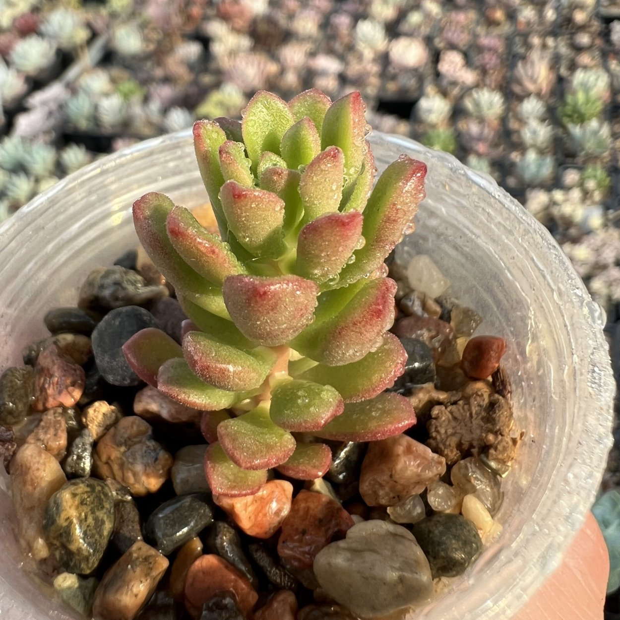 Крассула Голлум полив