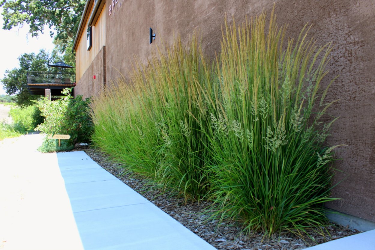 Вейник Карл Форстер