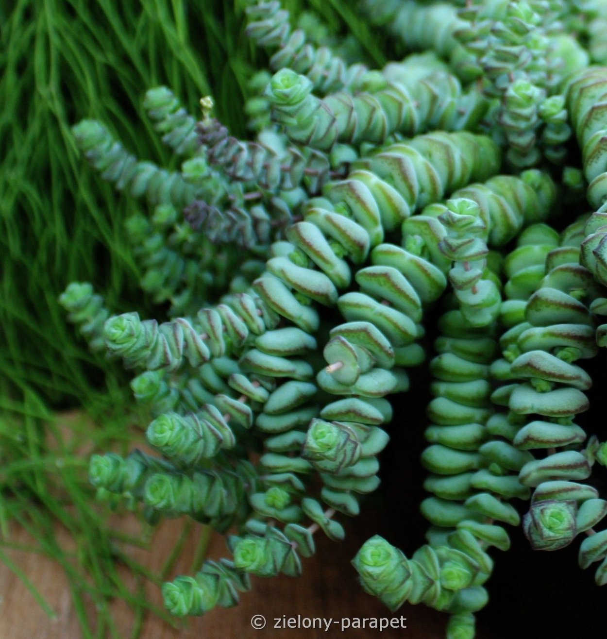 Крассула Овата Голлум