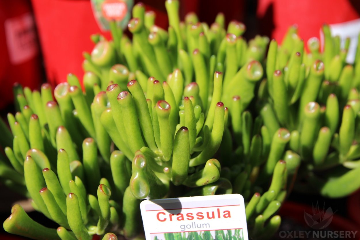 Крассула Корал Crassula Coral,