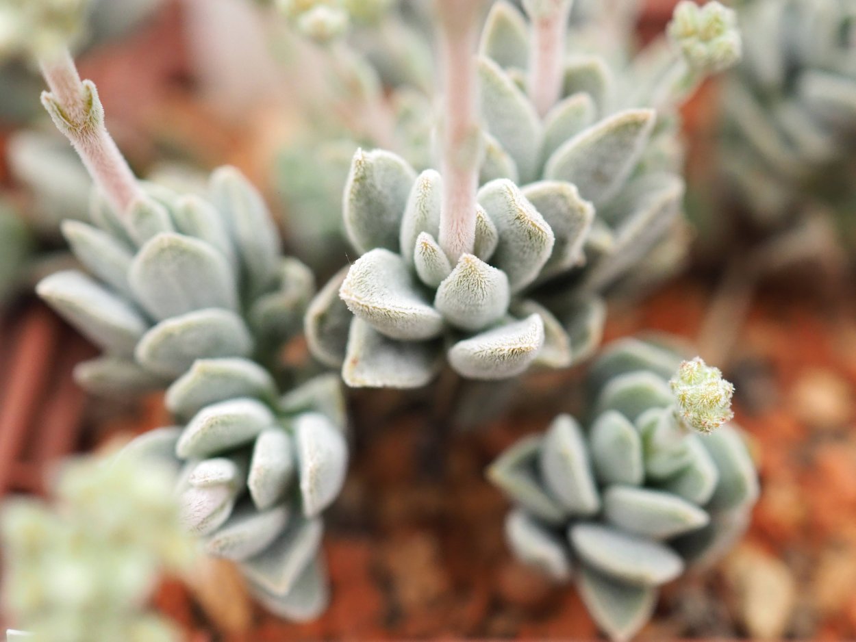 Крассула Сансет