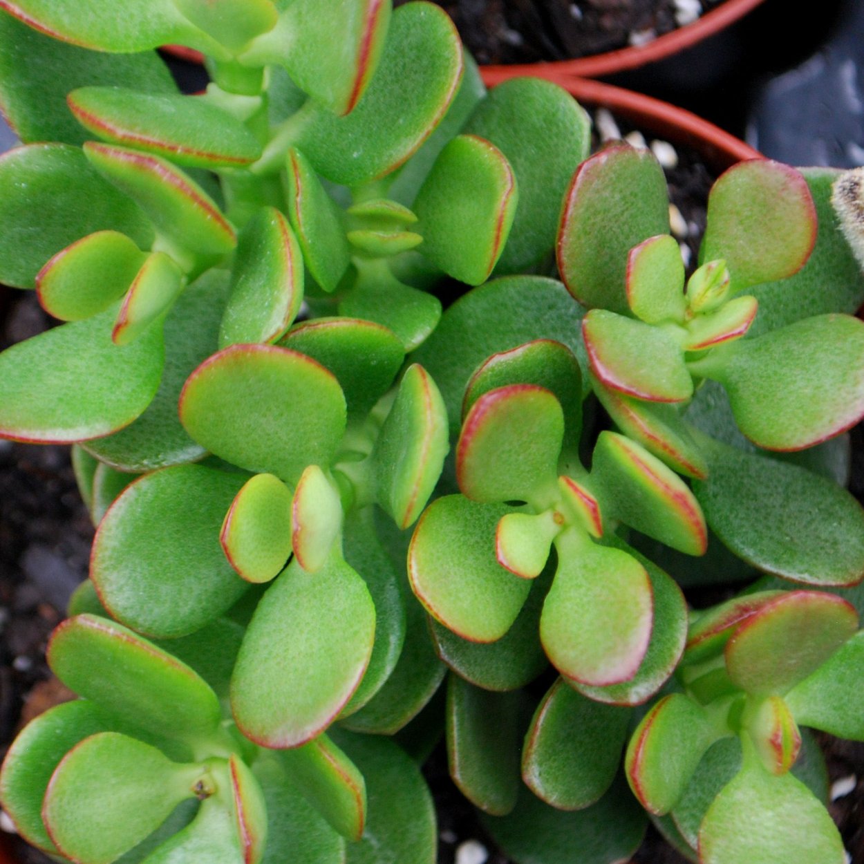 Crassula ovata Coral