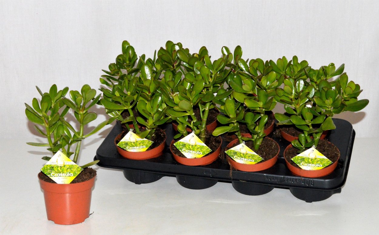 Крассула Монстроза