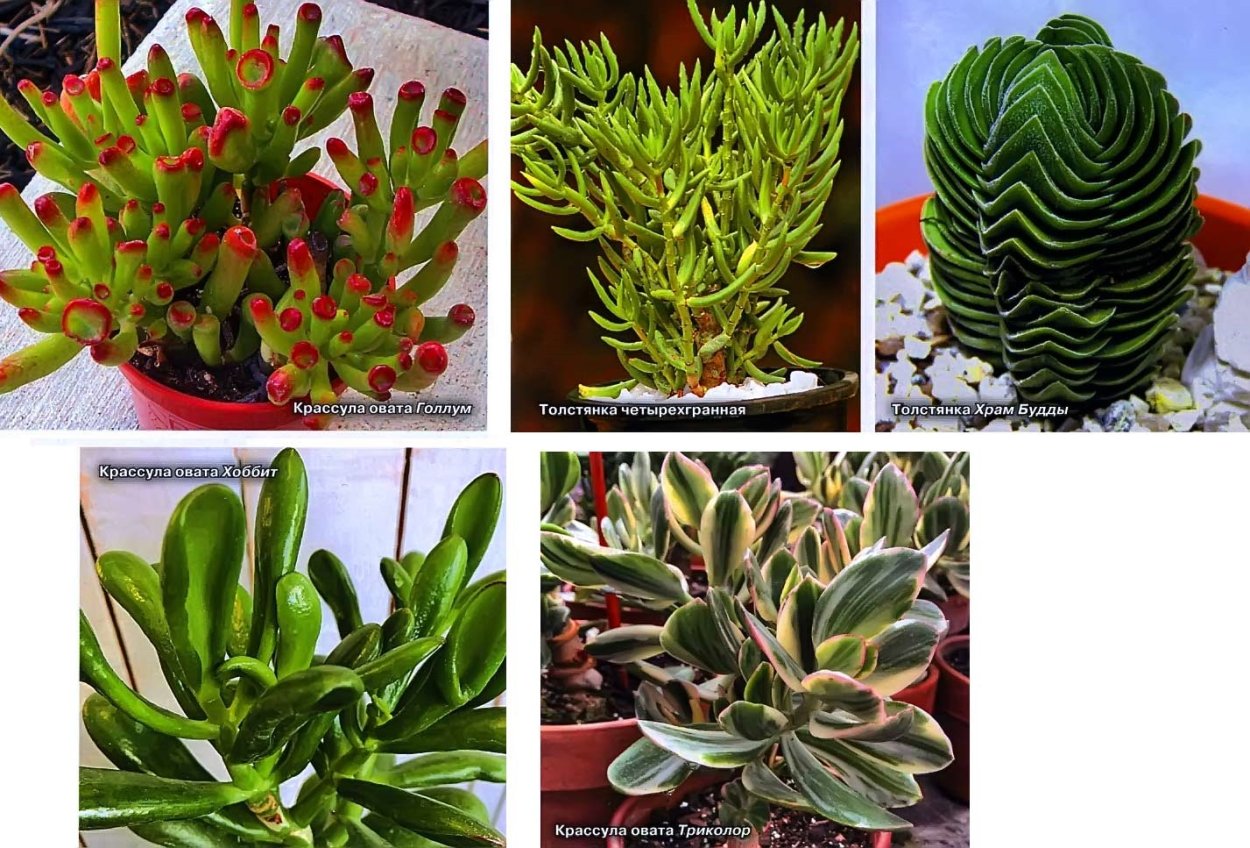 Крассула Овата Голлум