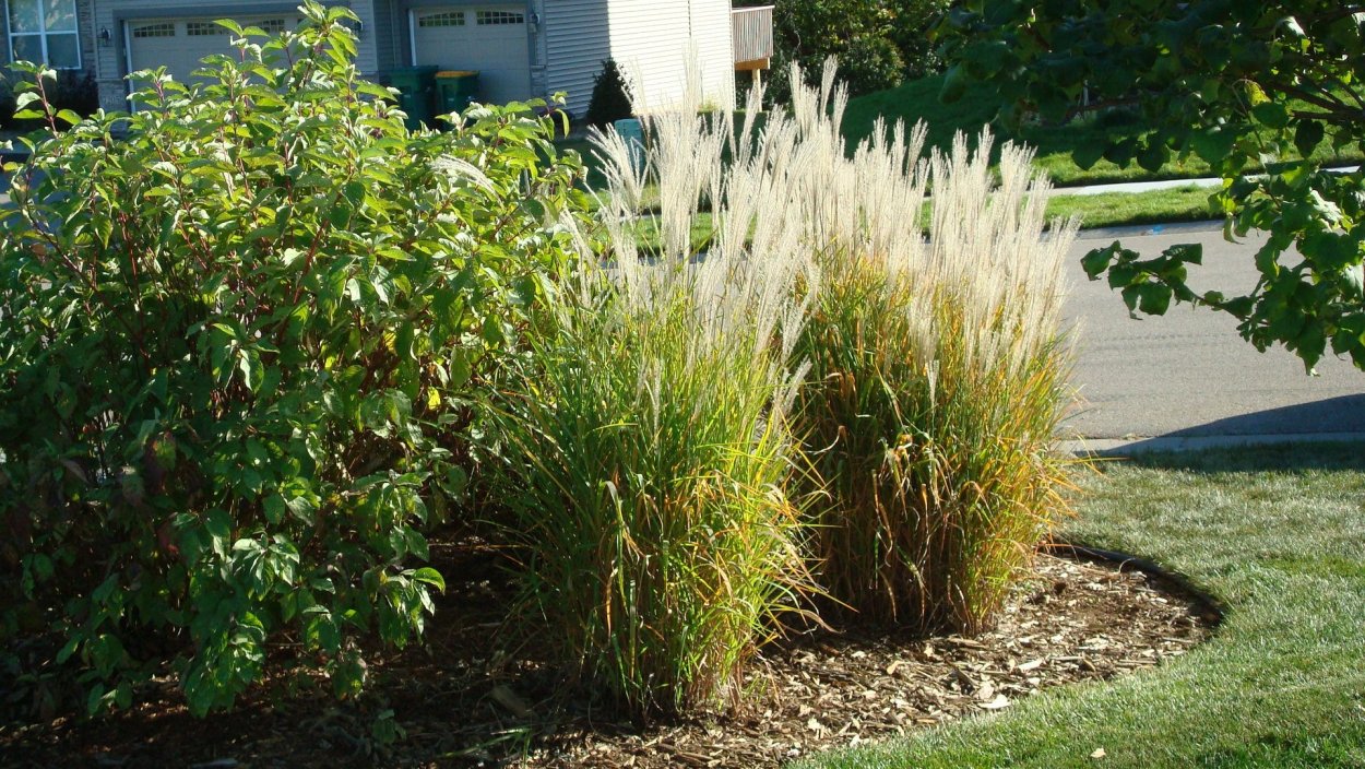 Мискантус sinensis PURPURASCENS р9